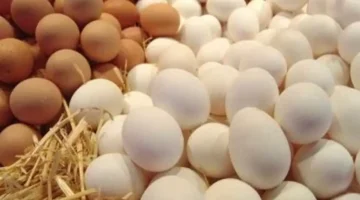 سعر البيضة في سوهاج: أرخص واحدة بـ4.33 جنيه.. تحديث أسعار البقوليات